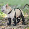 Adjustable Connected Dog Boots - Ultimate Paw Protection