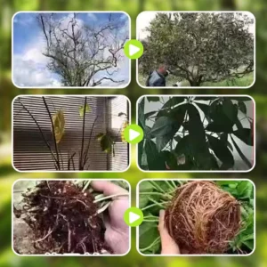 Healing Antiseptic Ointment for Tree Wound