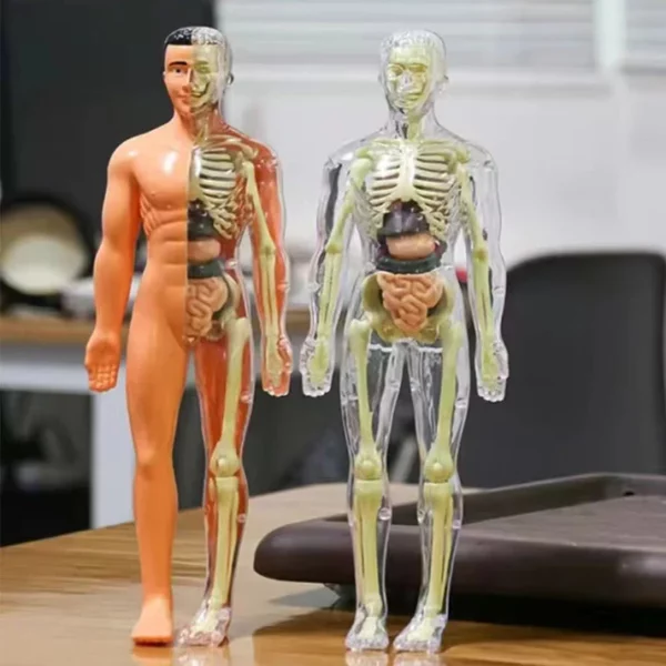 BodyQuest® - Learning Model of the Human Body - For Kids