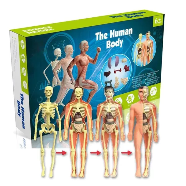 BodyQuest® - Learning Model of the Human Body - For Kids