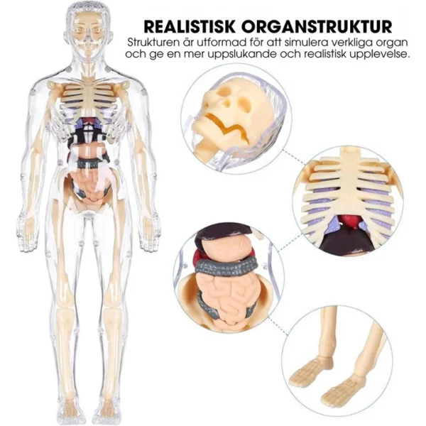 BodyQuest® - Learning Model of the Human Body - For Kids