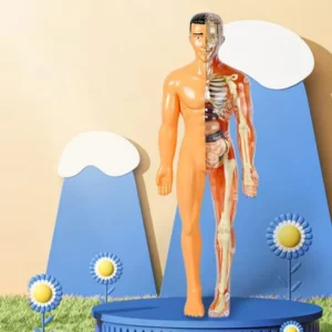 BodyQuest® - Learning Model of the Human Body - For Kids