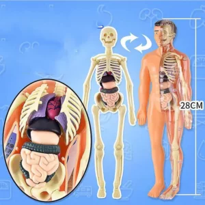 BodyQuest® - Learning Model of the Human Body - For Kids