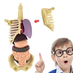 BodyQuest® - Learning Model of the Human Body - For Kids