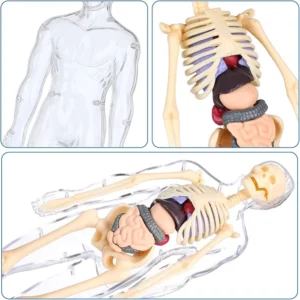 BodyQuest® - Learning Model of the Human Body - For Kids