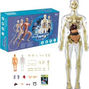 BodyQuest® - Learning Model of the Human Body - For Kids