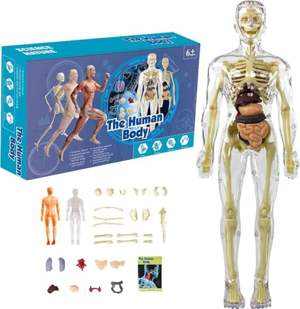 BodyQuest® - Learning Model of the Human Body - For Kids