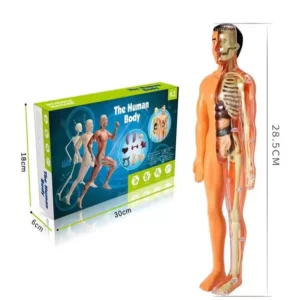 BodyQuest® - Learning Model of the Human Body - For Kids