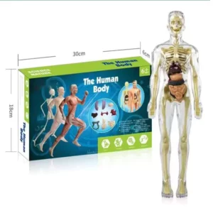 BodyQuest® - Learning Model of the Human Body - For Kids