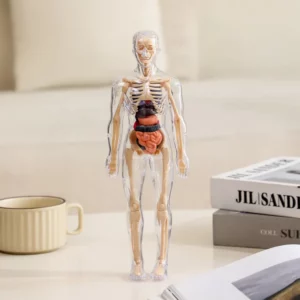 BodyQuest® - Learning Model of the Human Body - For Kids