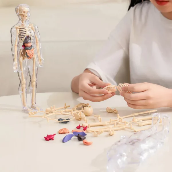 BodyQuest® - Learning Model of the Human Body - For Kids