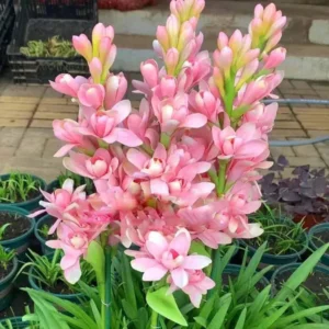 Tuberose 🌸 Bulbs! (Buy 1 Get 1 Free)