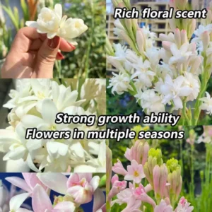 Tuberose 🌸 Bulbs! (Buy 1 Get 1 Free)