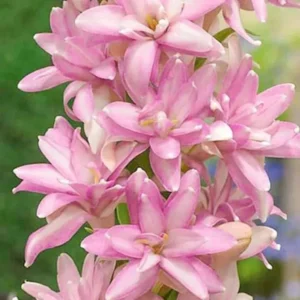 Tuberose 🌸 Bulbs! (Buy 1 Get 1 Free)