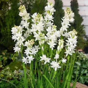 Tuberose 🌸 Bulbs! (Buy 1 Get 1 Free)