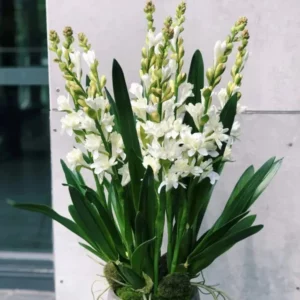 Tuberose 🌸 Bulbs! (Buy 1 Get 1 Free)