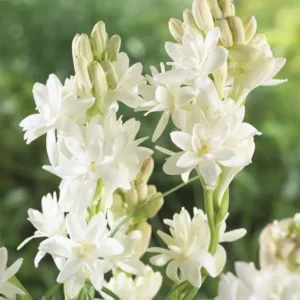 Tuberose 🌸 Bulbs! (Buy 1 Get 1 Free)