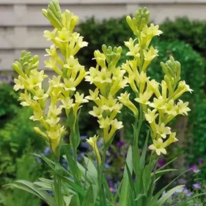 Tuberose 🌸 Bulbs! (Buy 1 Get 1 Free)