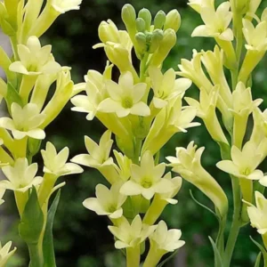 Tuberose 🌸 Bulbs! (Buy 1 Get 1 Free)