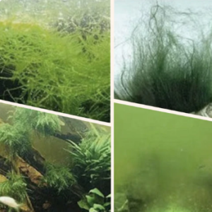 Algae & Moss Remover for Fish Tank - Safe Water Purification